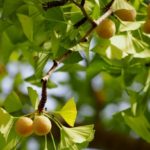 銀杏が臭い理由とイチョウ並木の秘密