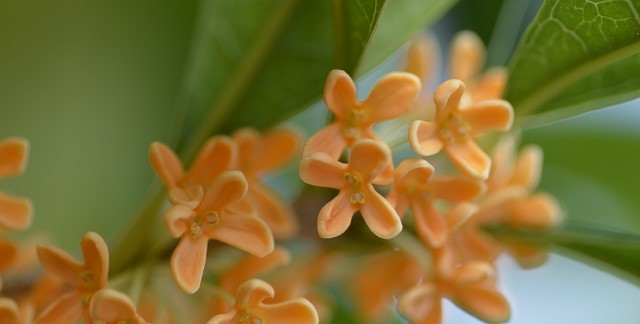 金木犀の香りって甘い蜜を凝縮 秋を感じさせる季節の変わり目 植物があると