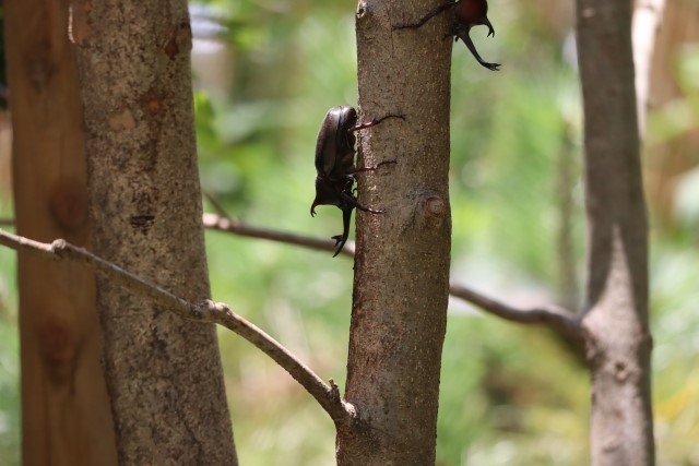 シマトネリコのひこばえは可愛い 大事に育てて大きなものと取替 植物があると