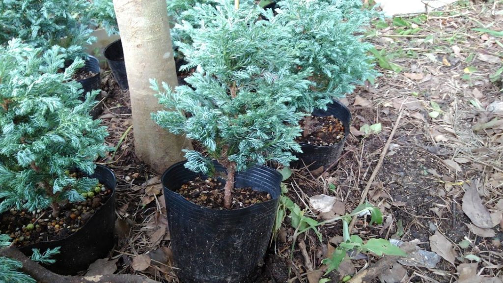 ボールバードの育て方 緑が綺麗な癒やしを引き出す方法 花 庭木 草花 低木の季節を語るジローは晴れ日和